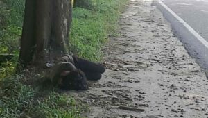Pengaduan Melalui Call Center 110: ODGJ Tertidur di Jalan Tanjakan Bukit Tujuh Dianiaya Polisi, Situasi Aman